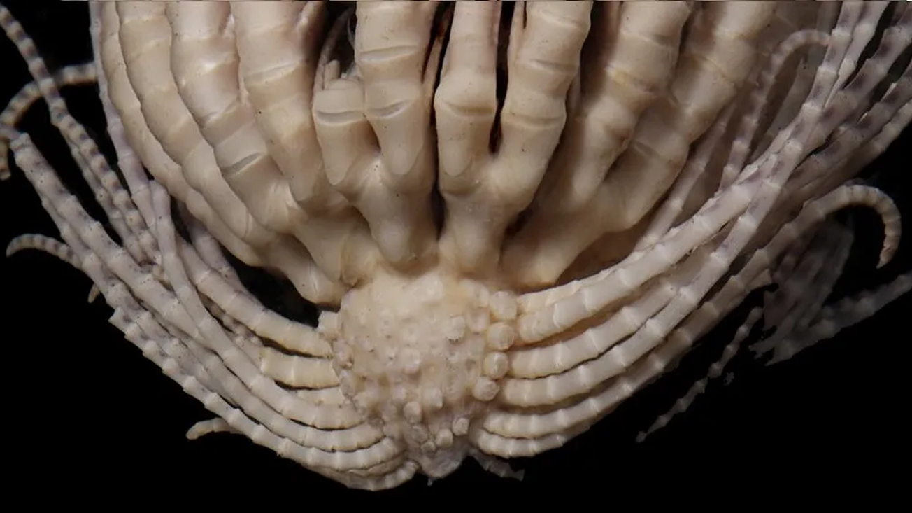 Promachocrinus fragarius criatura marina de 20 brazos hallada en la Antártida