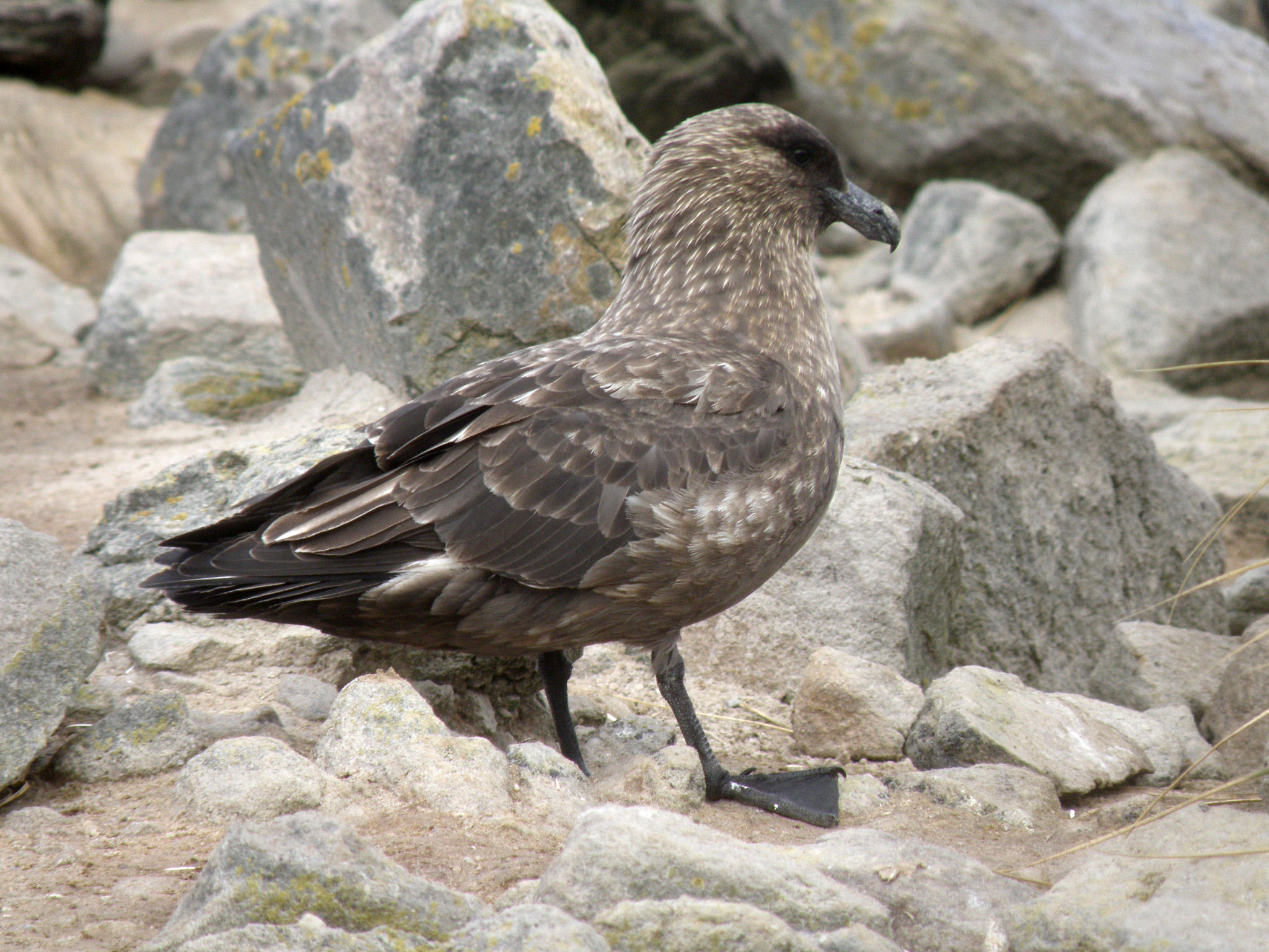 Págalo pardo o skua antártico en su hábitat natural